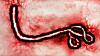 What makes Ebola one of the world’s deadliest viruses?