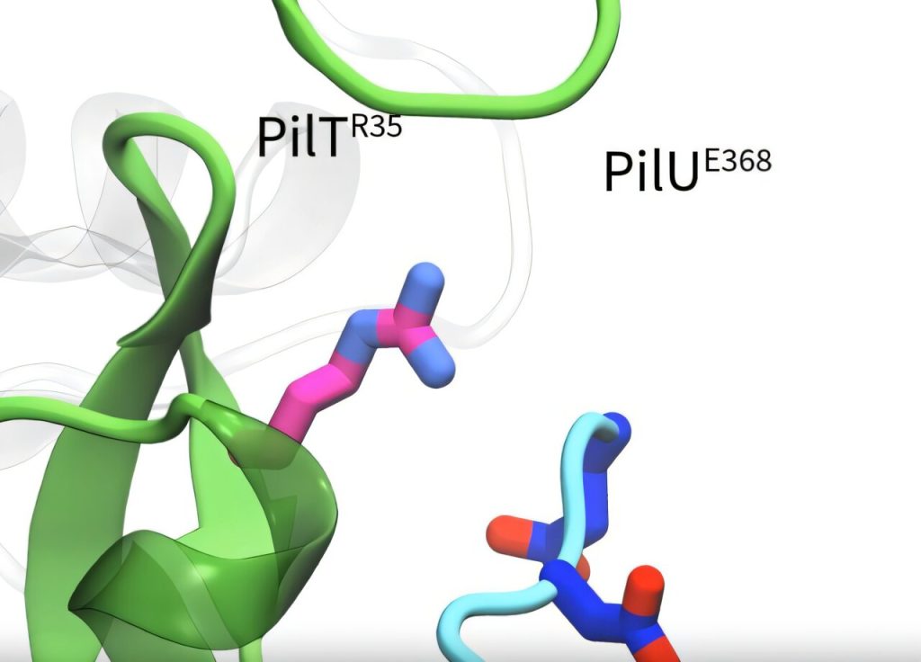 Bacteria use linked motors to reel in resistance DNA with extreme force