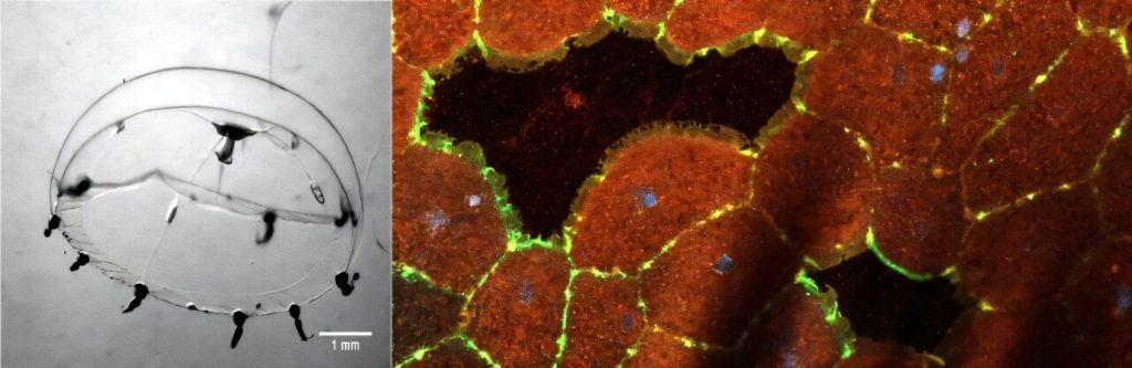 Jellyfish reveal rapid repair system behind scar-free healing