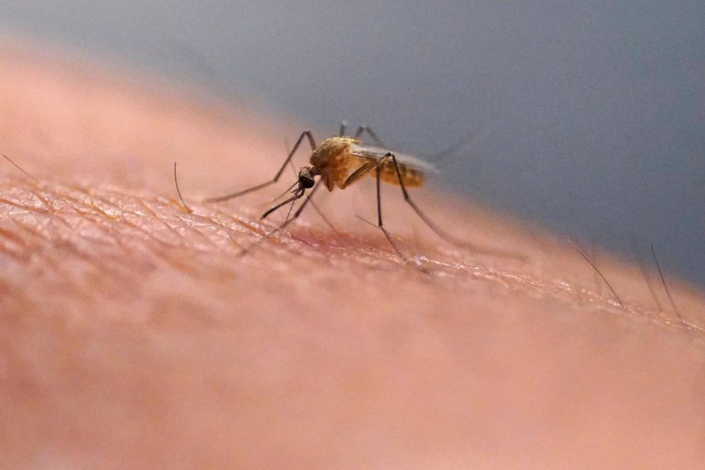Scratching that bug bite might feel good at first but science explains why it’s a bad idea